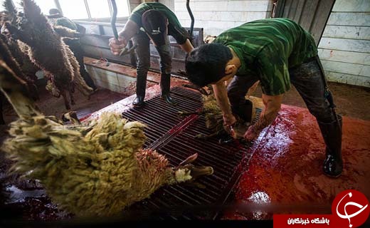 گزارشی خواندنی از کار در دریای خون