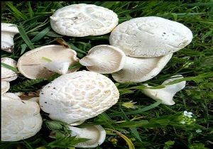 برداشت قارچ خوراکی از کوهستان خلخال