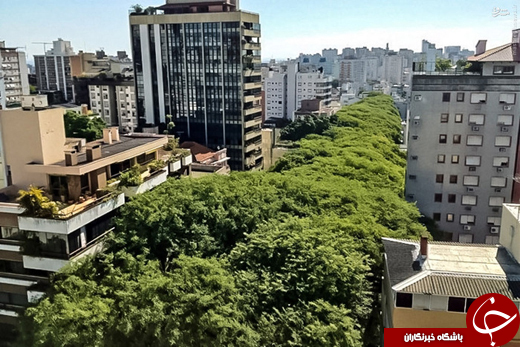 عکس/ خیابانی رویایی در برزیل