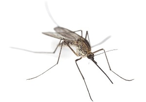 تب خون‌ریزی‌ دهنده "کریمه کنگو" را جدی بگیریم