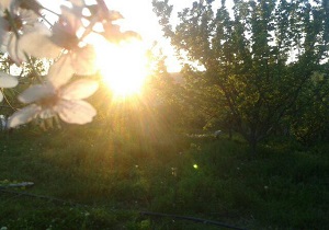 تصاویر زیبای بهاری از اسفجیر + تصاویر