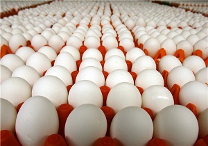 قیمت تخم مرغ بسته بندی و غیر بسته بندی+جدول