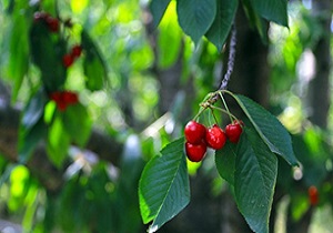 آغاز برداشت گیلاس از باغ های الموت