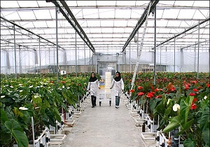 حمایت از طرح های گلخانه ای
