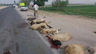 تلف شدن 28گوسفند در سانحه رانندگی