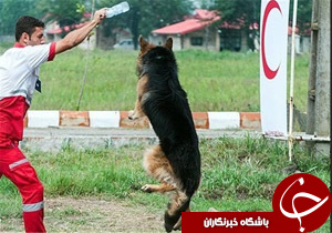 هر 50 خانواده ایرانی یک سگ زنده&zwnj;یاب