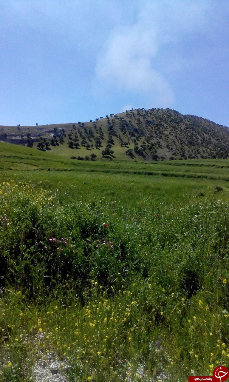 طبیعت زیبا و بهاری چوار + تصاویر