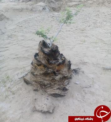 از روییدن یک درخت از تنه خرما تا آشیانه موسی کوتقی+تصاویر