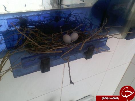 از روییدن یک درخت از تنه خرما تا آشیانه موسی کوتقی+تصاویر