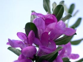 تاثیرگذاری مصرف گیاه دارویی ترشک در بهبود درد مفاصل