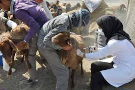 واکسیناسیون 3میلیون دام علیه آبله