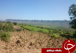 شهروندخبرنگار:درختان بلوط این منطقه زیبا، قربانی کشاورزی + تصاویر
