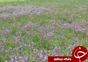لرستان، قطب رویش گیاهان دارویی و خوراکی + فیلم