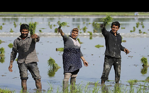 نشای مکانیزه