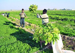 خسارت محصولات کشاورزی در شهرستان مبارکه