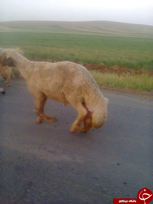 بسته خبری + تصاویر