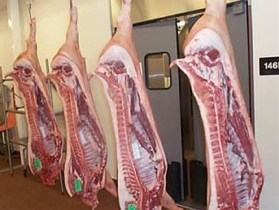آغاز طرح لیبل گذاری لاشه های دام در کشتارگاه هفتکل