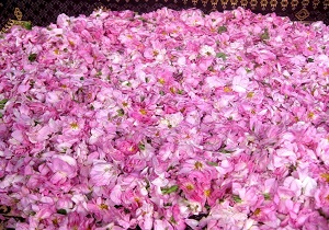 توسعه 500 هکتاری گل محمدی در استان قم