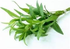 ترخون گیاهی از خانواده کاسنی