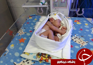 فارس، تنها مجری طرح "نیدکپ" در جنوب کشور