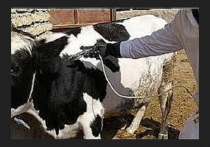 مبارزه با بیماری تب برفکی در بخش خلیفان مهاباد