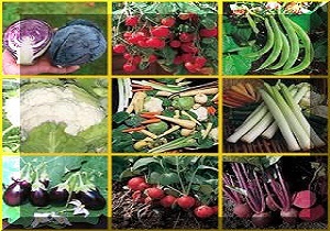 نان گران نمی شود/ افزایش سرانه مصرف شیر رویایی بیش نیست