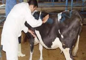 مایه کوبی بیش از 125 هزار راس دام در سقز
