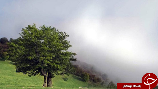 اتونشر//تحقق رویای راه رفتن روی ابرها در جنگل ابر+تصاویر