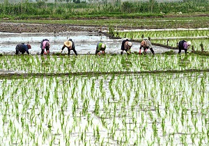 آغاز کشت برنج
