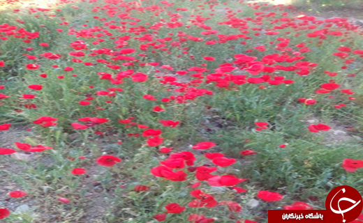 شهروندخبرنگار زنجان ؛مناظر زیبای ماهنشان