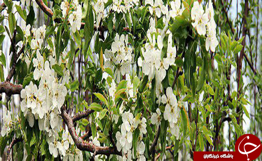 شهروندخبرنگار زنجان ؛مناظر زیبای ماهنشان