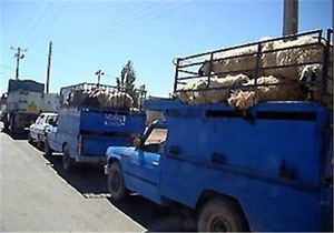 قاچاق میلیاردی احشام در زاهدان کشف شد