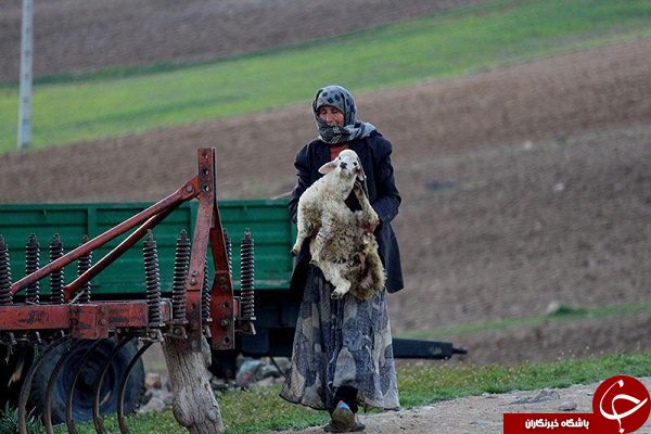 قطب دامداری کشور در معرض تهدید