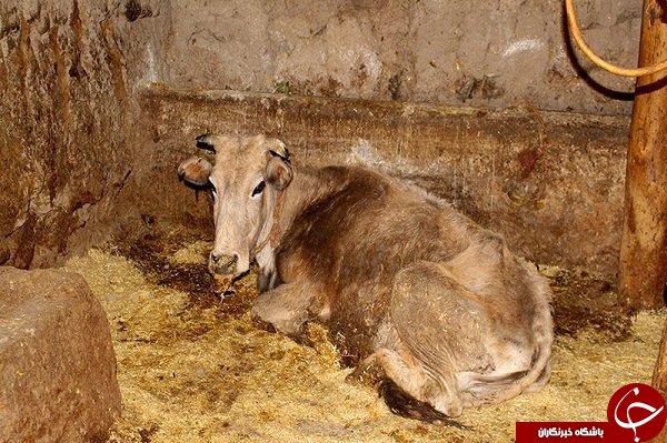 قطب دامداری کشور در معرض تهدید