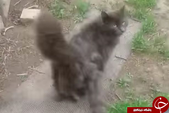 گربه سه دم + تصاویر