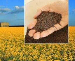 پیش بینی برداشت 300 تن کلزا در هرمزگان