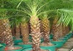 اجرای طرح توسعه پاجوش خرما در سطح نخلستانهای آبادان