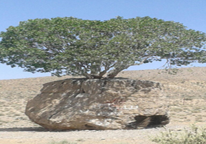 رویش عجیب درخت از سنگ + تصاویر