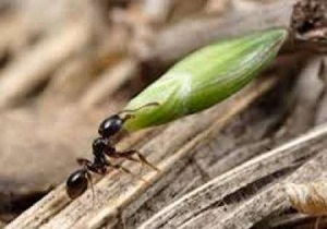 شناسایی مورچه كشاورز برای نخستین بار در گرمی