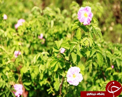 مراسم گل&zwnj;غلتان نوزادان در دامغان+عکس