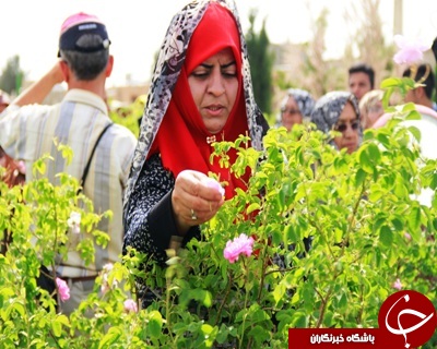 مراسم گل&zwnj;غلتان نوزادان در دامغان+عکس