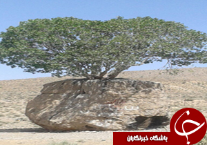 شهروندخبرنگار:رویش عجیب درخت از سنگ + تصاویر