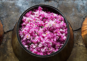 گلاب گیری در شمال کشور