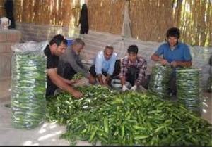 آغاز برداشت خیار از مزارع گلستان