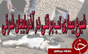 تلف شدن ۹۰۰رأس دام بر اثر تب برفکی