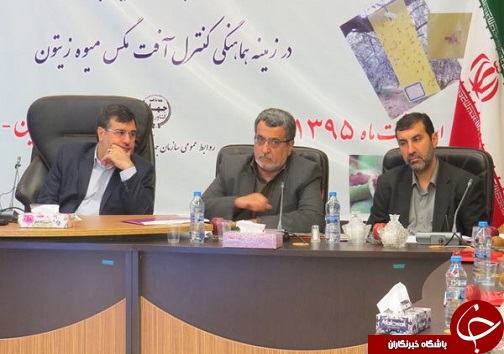 بررسی راههای مقابله با آفت زیتون مگس