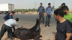 برخورد کامیون با اسب