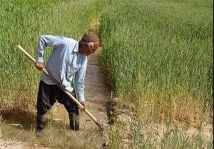 آمادگی شركت پشتیبانی امور دام جهت خرید تضمینی جو از كشاورزان
