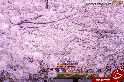 عکس/ این پارک شبیه به یک نقاشی رویایی است!