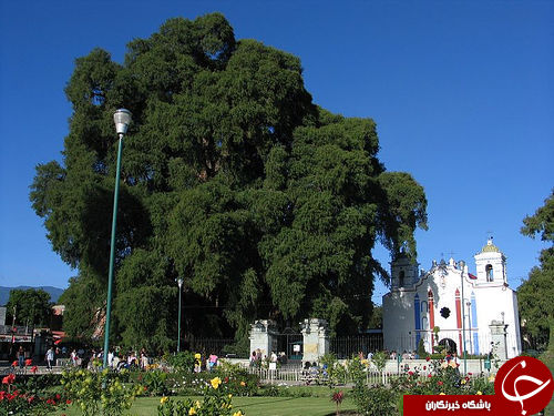 شگفت انگیزترین درختان جهان+تصاویر